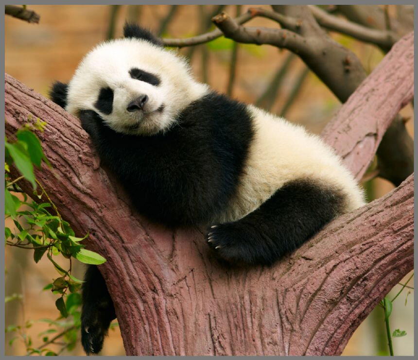 Proiector tip lanterna - Animalute dragalase, [10],bestfam.ro