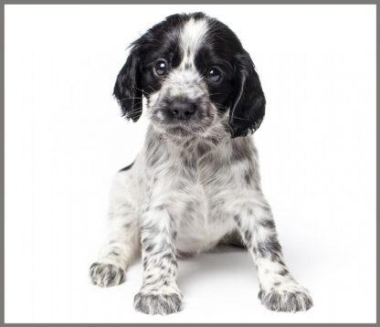 Proiector tip lanterna - Animalute dragalase, [4],bestfam.ro