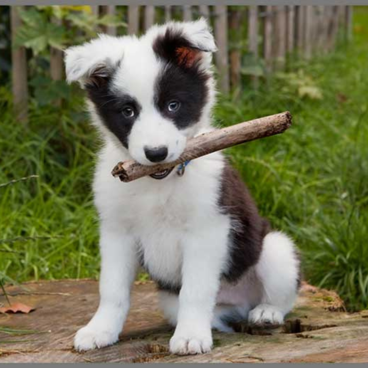 Proiector tip lanterna - Catelusi draguti, [10],bestfam.ro