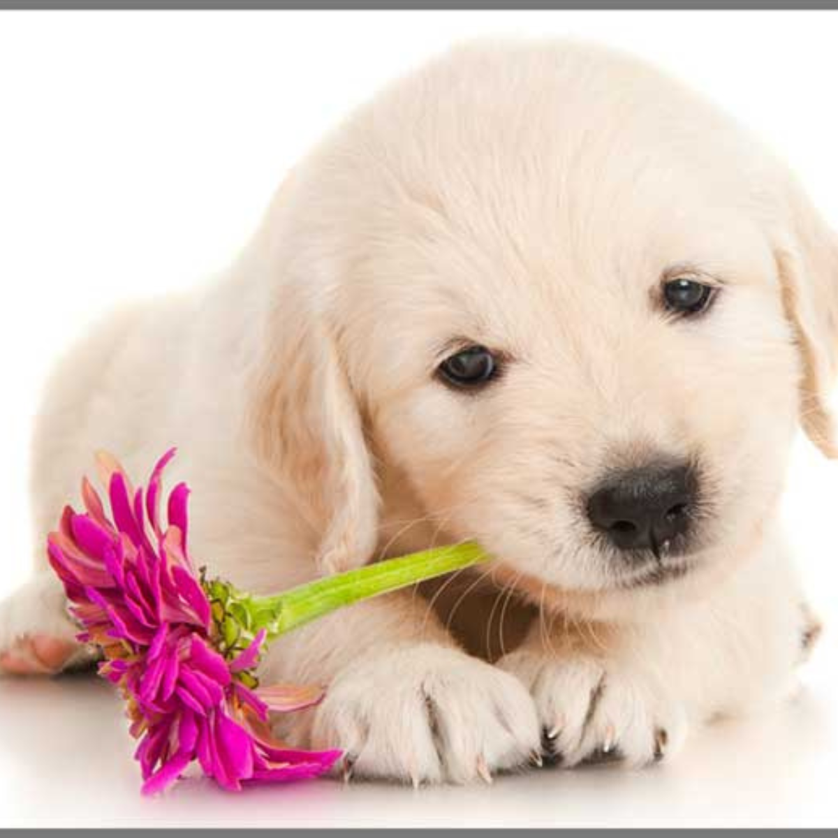 Proiector tip lanterna - Catelusi draguti, [4],bestfam.ro