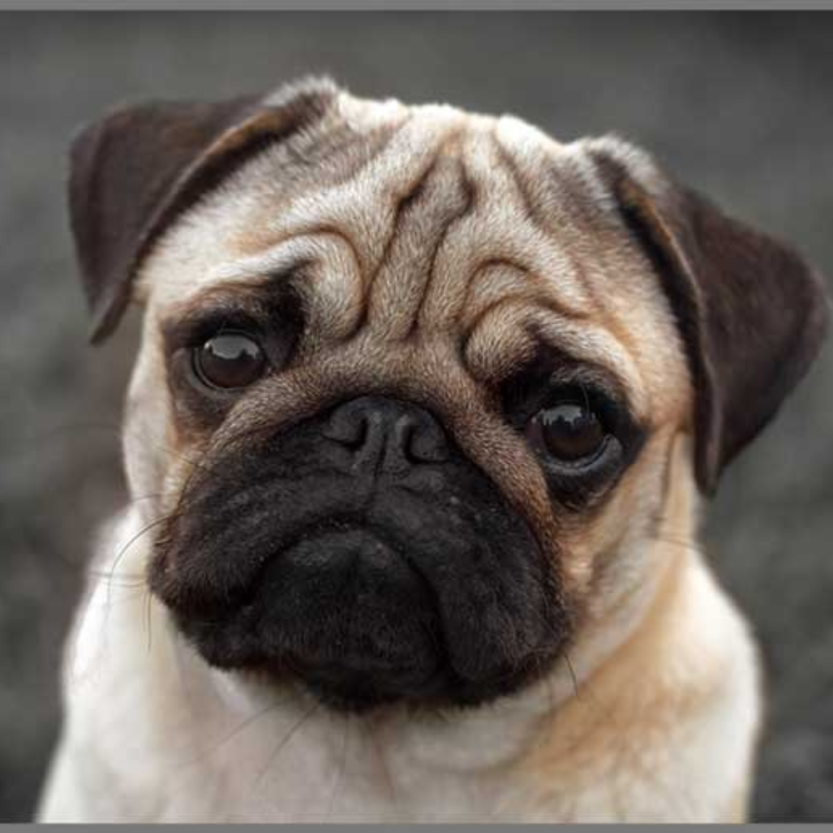 Proiector tip lanterna - Catelusi draguti, [5],bestfam.ro