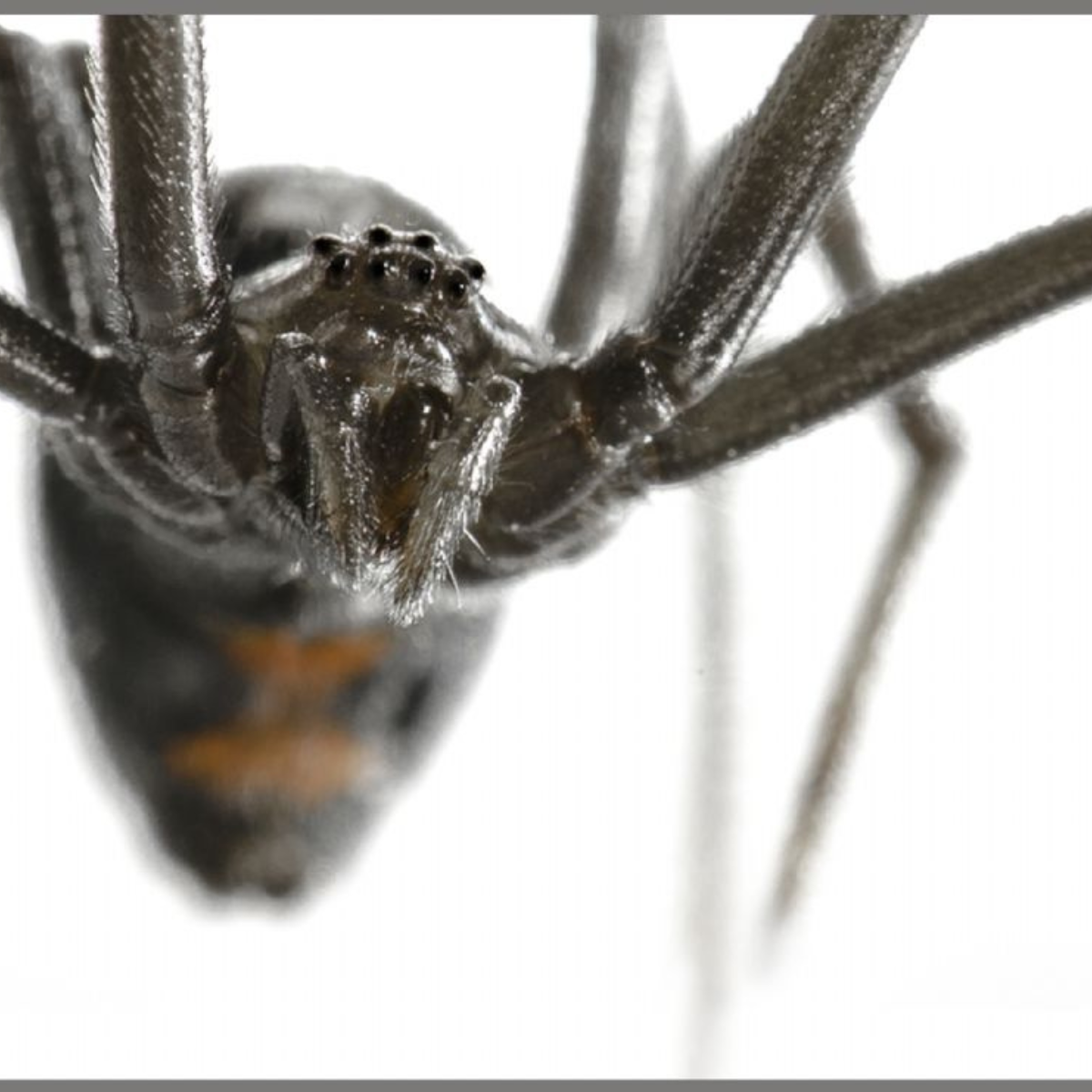 Proiector tip lanterna - Cele mai periculoase animale, [10],bestfam.ro