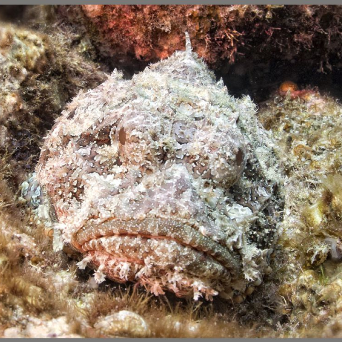 Proiector tip lanterna - Cele mai periculoase animale, [11],bestfam.ro