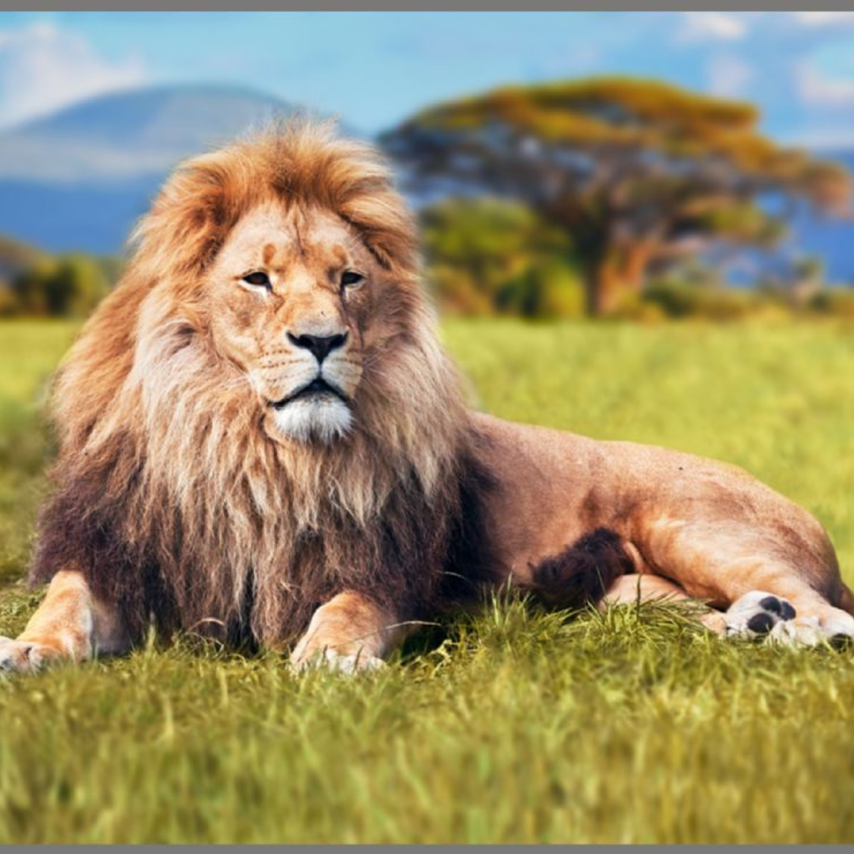 Proiector tip lanterna - Cele mai periculoase animale, [5],bestfam.ro