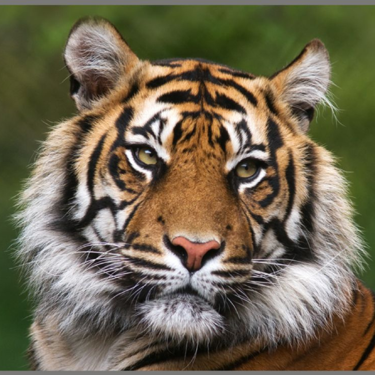 Proiector tip lanterna - Cele mai periculoase animale, [6],bestfam.ro