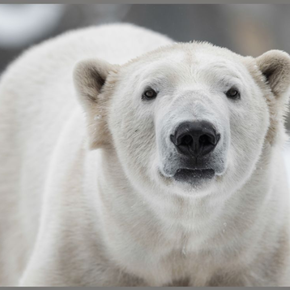 Proiector tip lanterna - Cele mai periculoase animale, [8],bestfam.ro