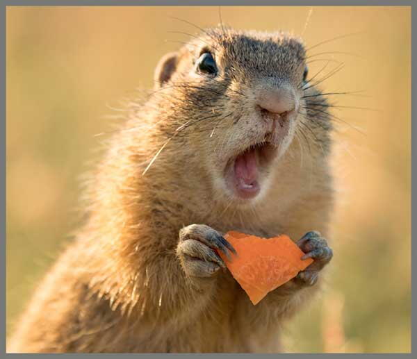 Proiector tip lanterna - Distractie cu animalute, [3],bestfam.ro