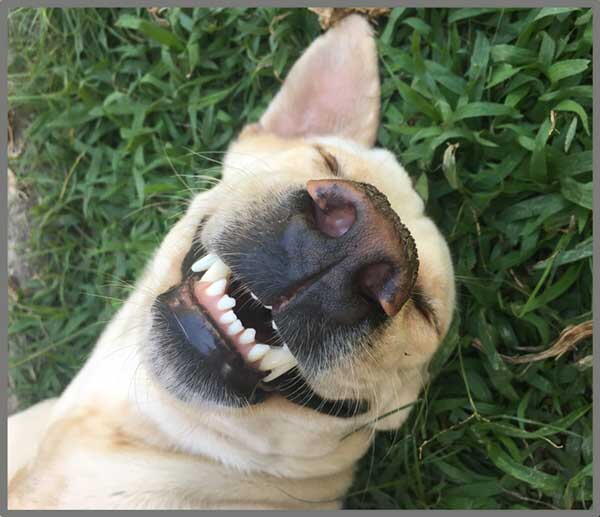 Proiector tip lanterna - Distractie cu animalute, [4],bestfam.ro