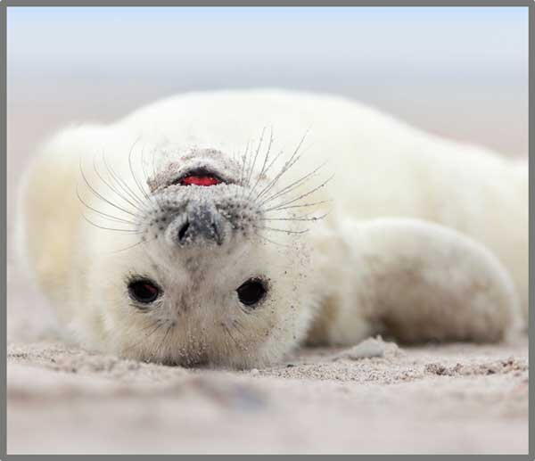 Proiector tip lanterna - Distractie cu animalute, [5],bestfam.ro