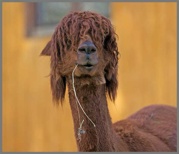 Proiector tip lanterna - Distractie cu animalute, [6],bestfam.ro