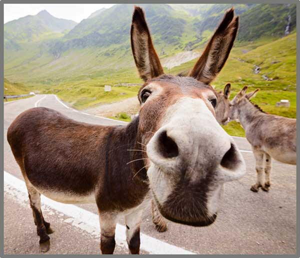 Proiector tip lanterna - Distractie cu animalute, [7],bestfam.ro