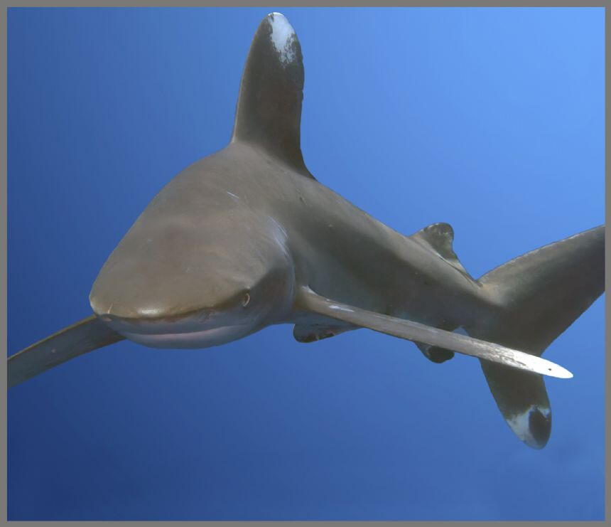 Proiector tip lanterna - Rechini periculosi, [10],bestfam.ro