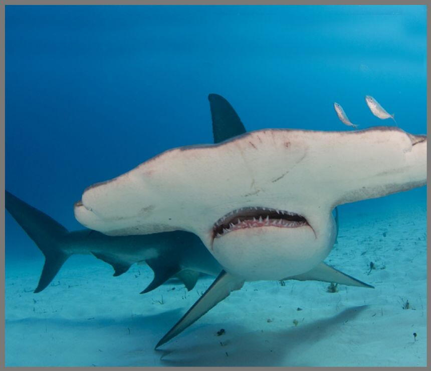 Proiector tip lanterna - Rechini periculosi, [5],bestfam.ro