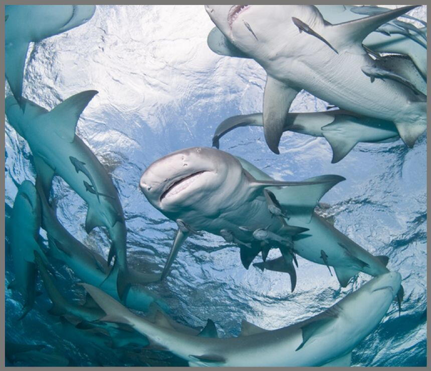 Proiector tip lanterna - Rechini periculosi, [7],bestfam.ro