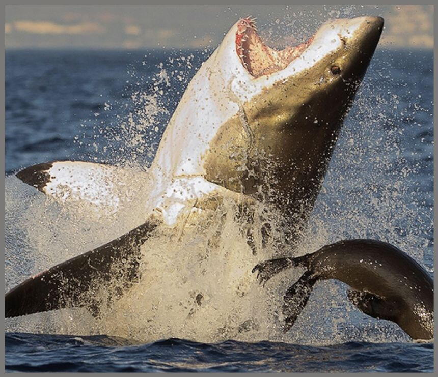 Proiector tip lanterna - Rechini periculosi, [8],bestfam.ro