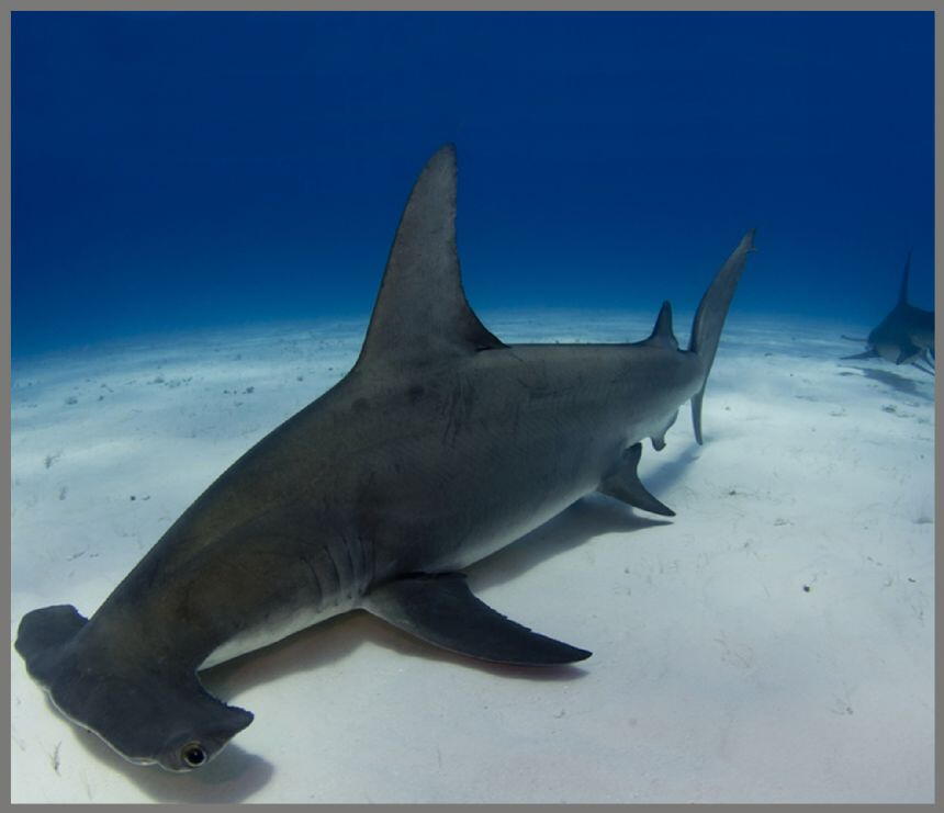 Proiector tip lanterna - Rechini periculosi, [9],bestfam.ro