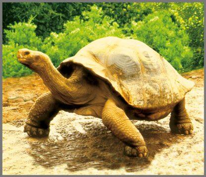 Proiector tip lanterna - Animale salbatice, [3],bestfam.ro