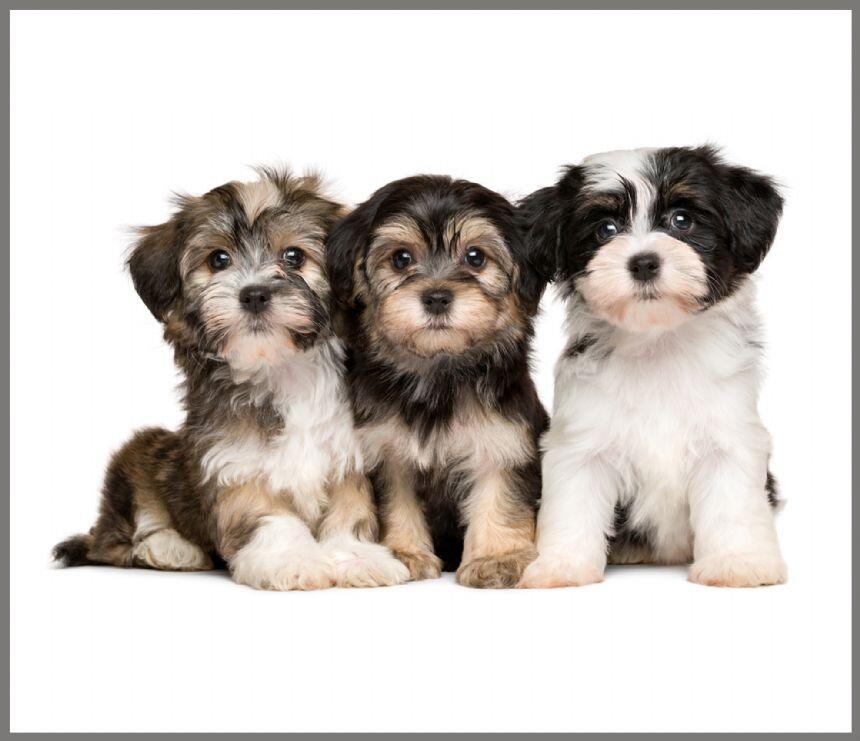 Proiector tip lanterna - Animalute simpatice, [3],bestfam.ro