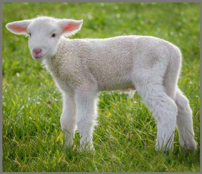Proiector tip lanterna - Animalute simpatice, [4],bestfam.ro