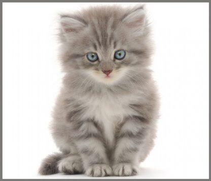 Proiector tip lanterna - Animalute simpatice, [6],bestfam.ro