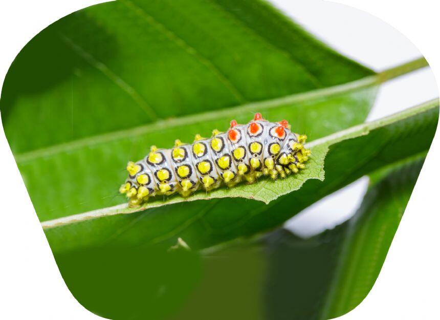 Proiector tip lanterna - Insecte, [3],bestfam.ro