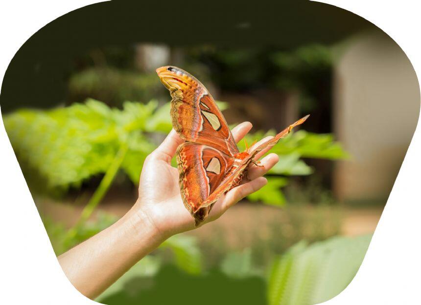 Proiector tip lanterna - Insecte, [4],bestfam.ro