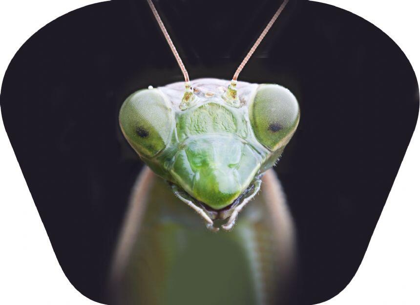 Proiector tip lanterna - Insecte, [5],bestfam.ro