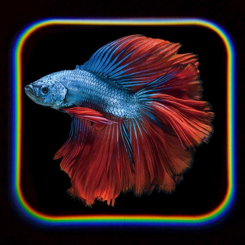 Proiector tip lanterna - Oceanul, [6],bestfam.ro