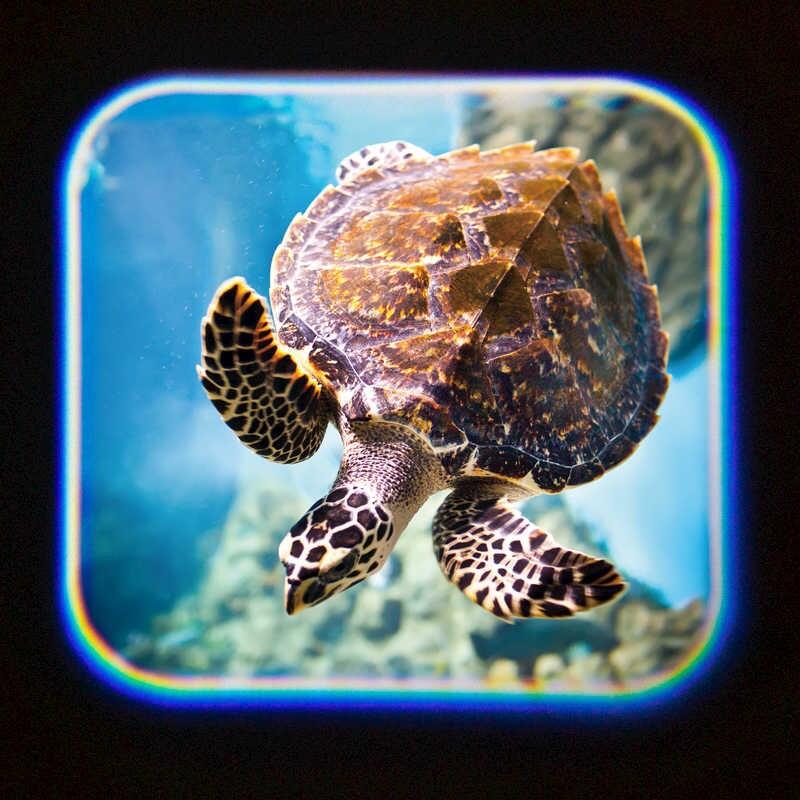 Proiector tip lanterna - Oceanul, [8],bestfam.ro