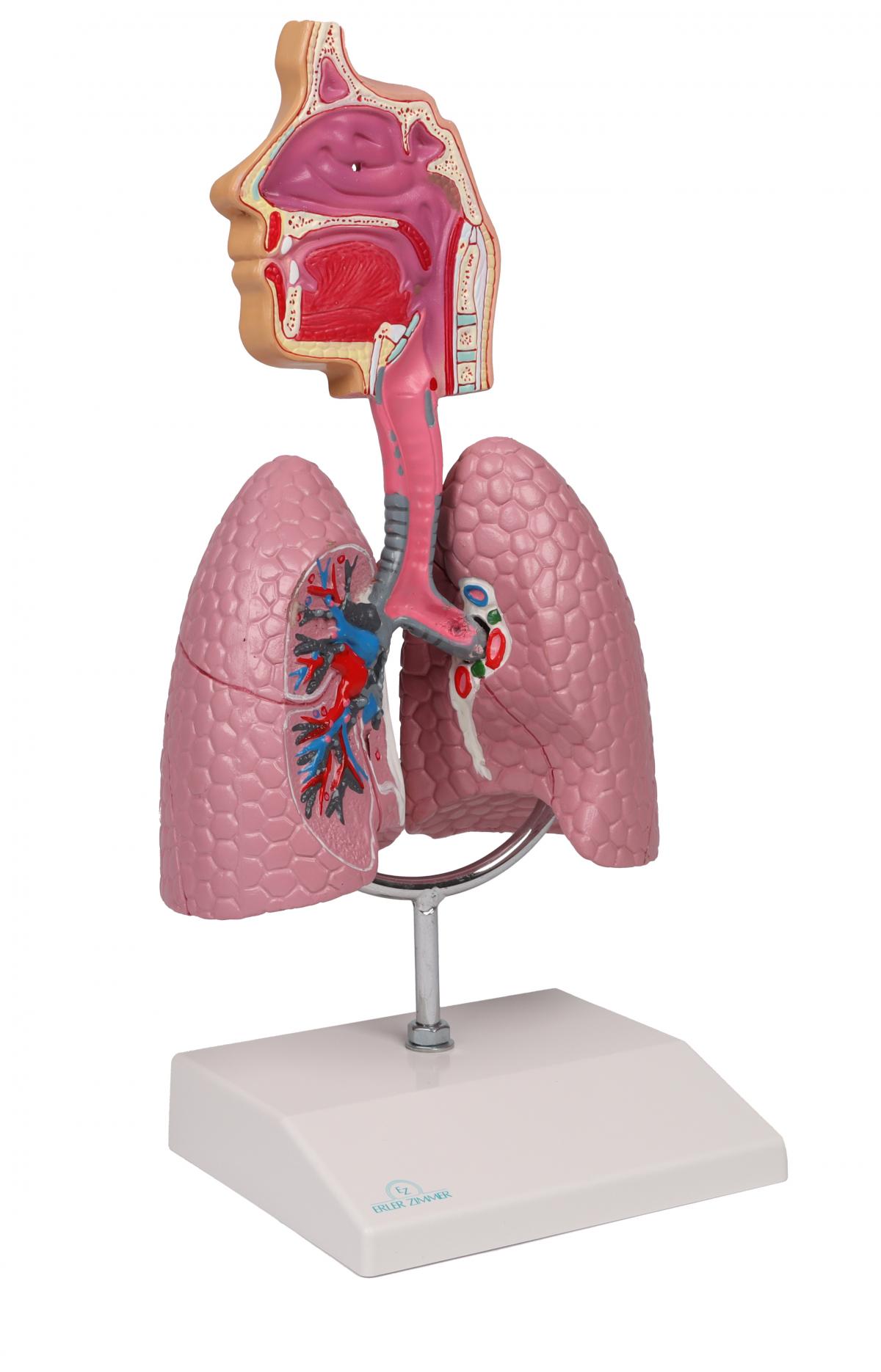 Aparatul Respirator - Model anatomic 1/2 mărime naturală