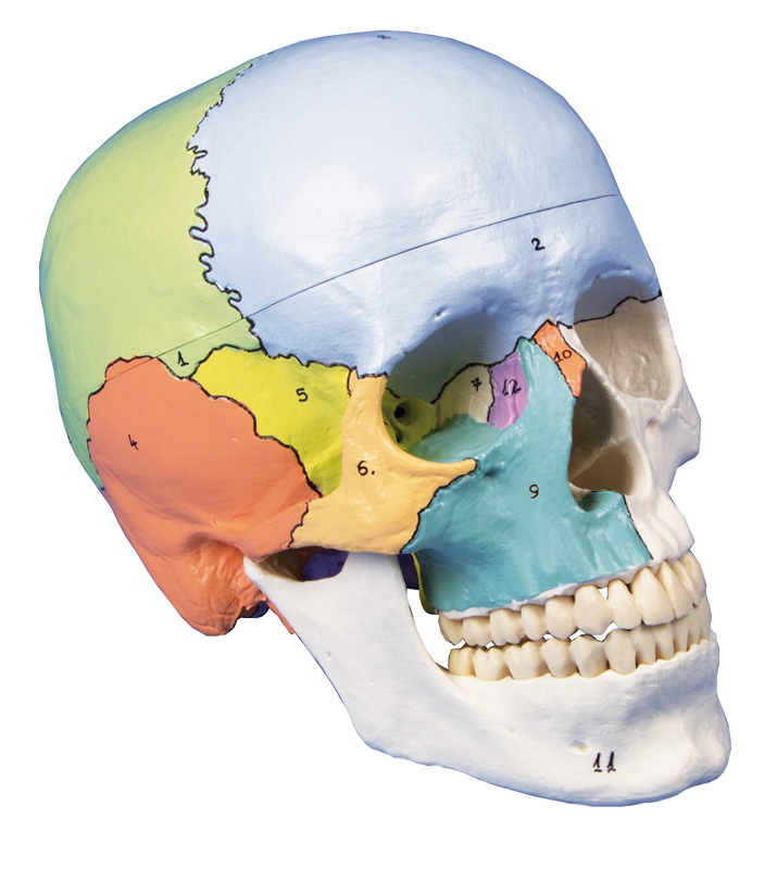 Craniu uman - Model anatomic colorat, 3 Părți