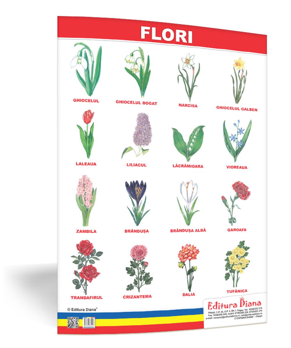 Flori – planșă 50×70 – Proiecte Tematice edituradiana.ro