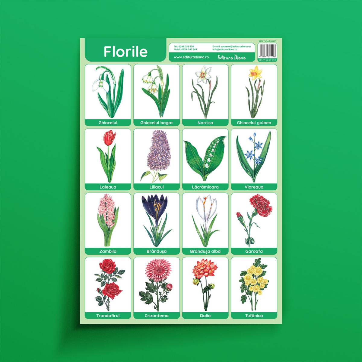 Florile - planșă didactică A3