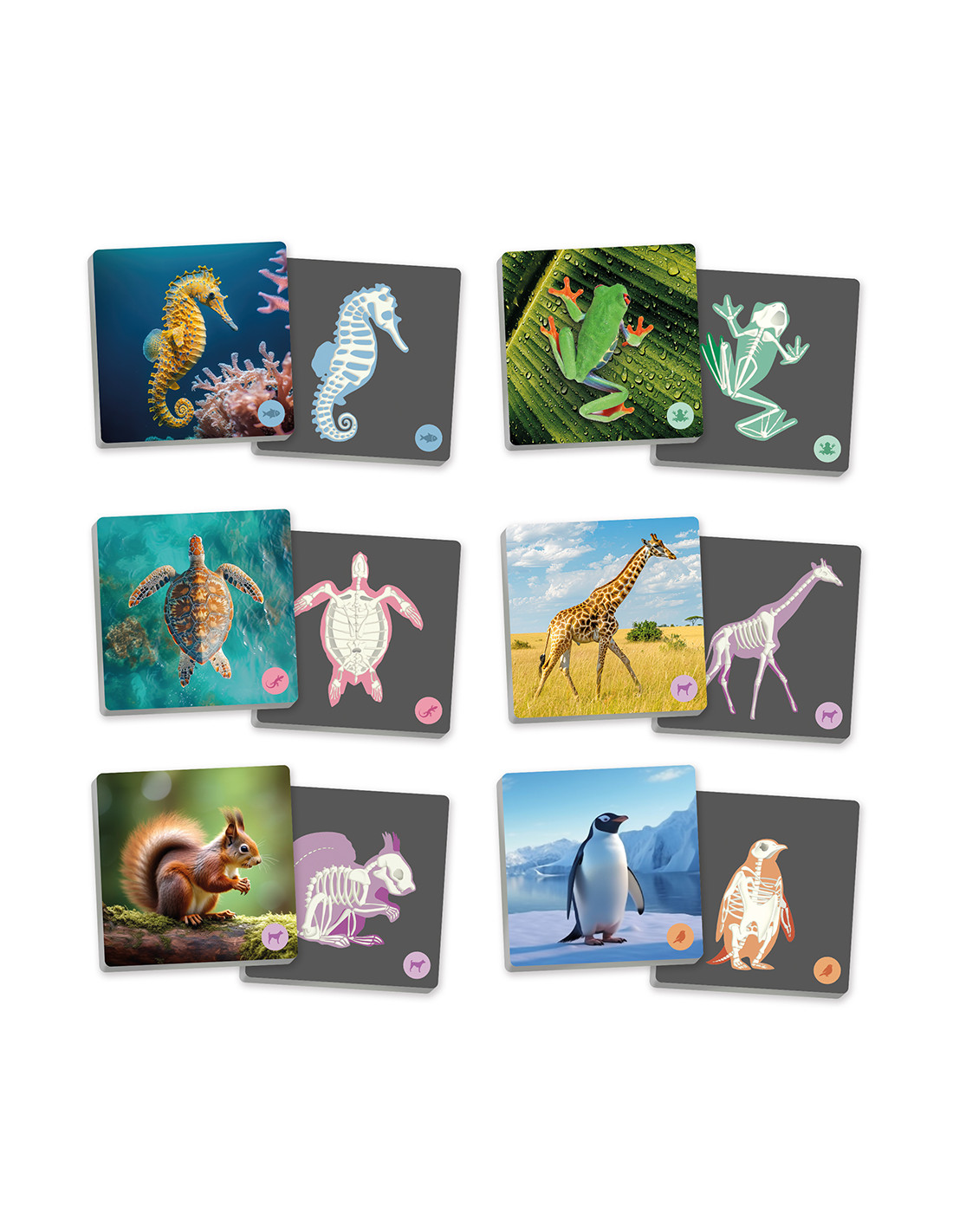 Joc de memorie - Animalele vertebrate și scheletul lor
