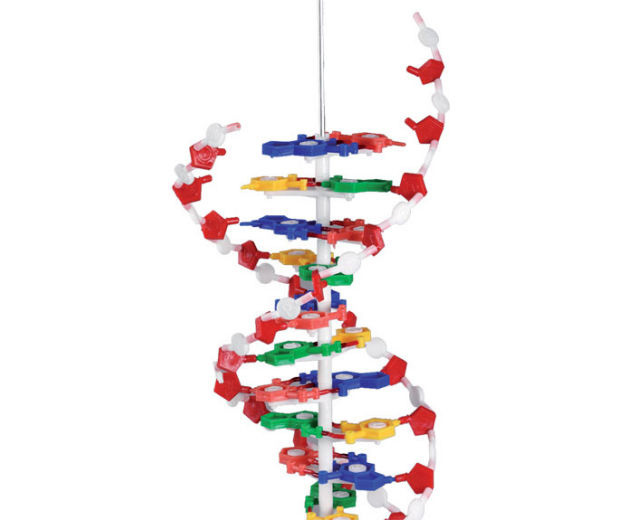Machetă – Spirala ADN ADN poza 2022