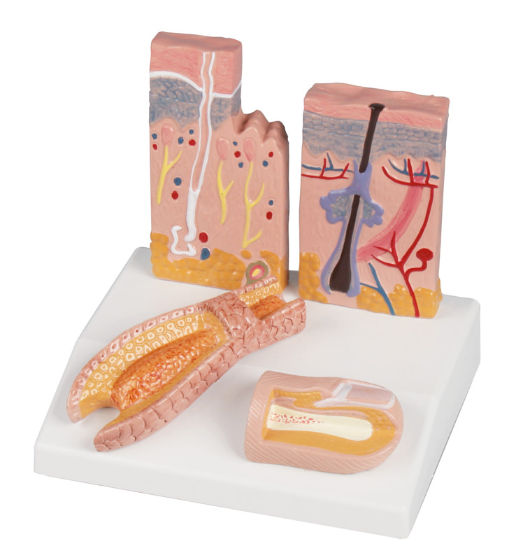 Piele, păr, unghie - Machetă anatomică