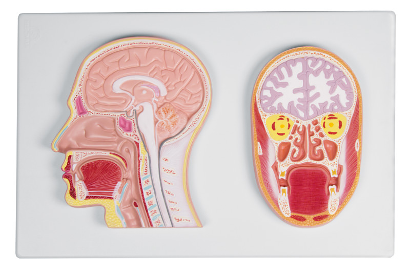 Secțiune frontală și mediană a capului - Model anatomic în relief