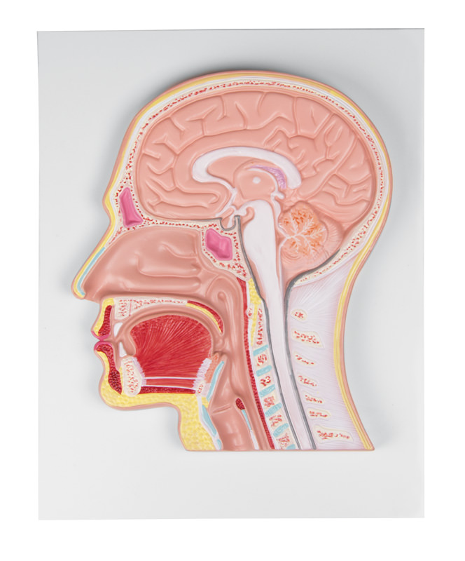 Secțiune mediană a capului - Model anatomic în relief