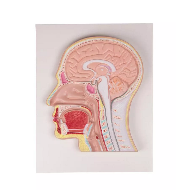 Secțiune mediană a capului - Model anatomic în relief