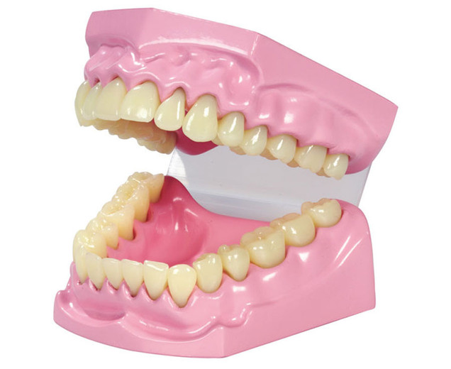 Set dentar demonstrativ, 9 x 11 x 19 cm