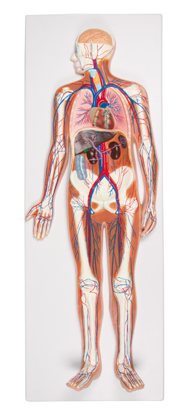 Sistemul Circulator - Model anatomic în relief