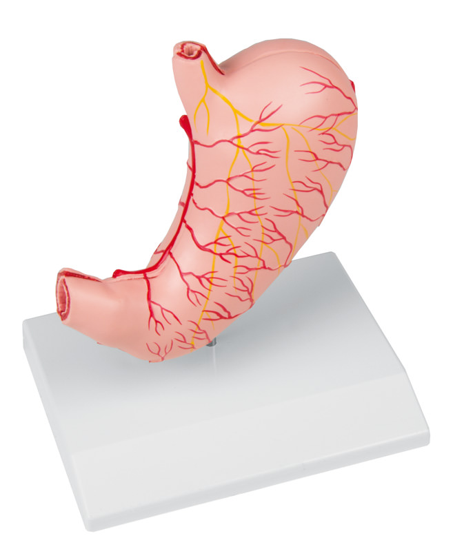 Stomac uman - Model anatomic în mărime naturală - 2 părți (RESIGILAT)