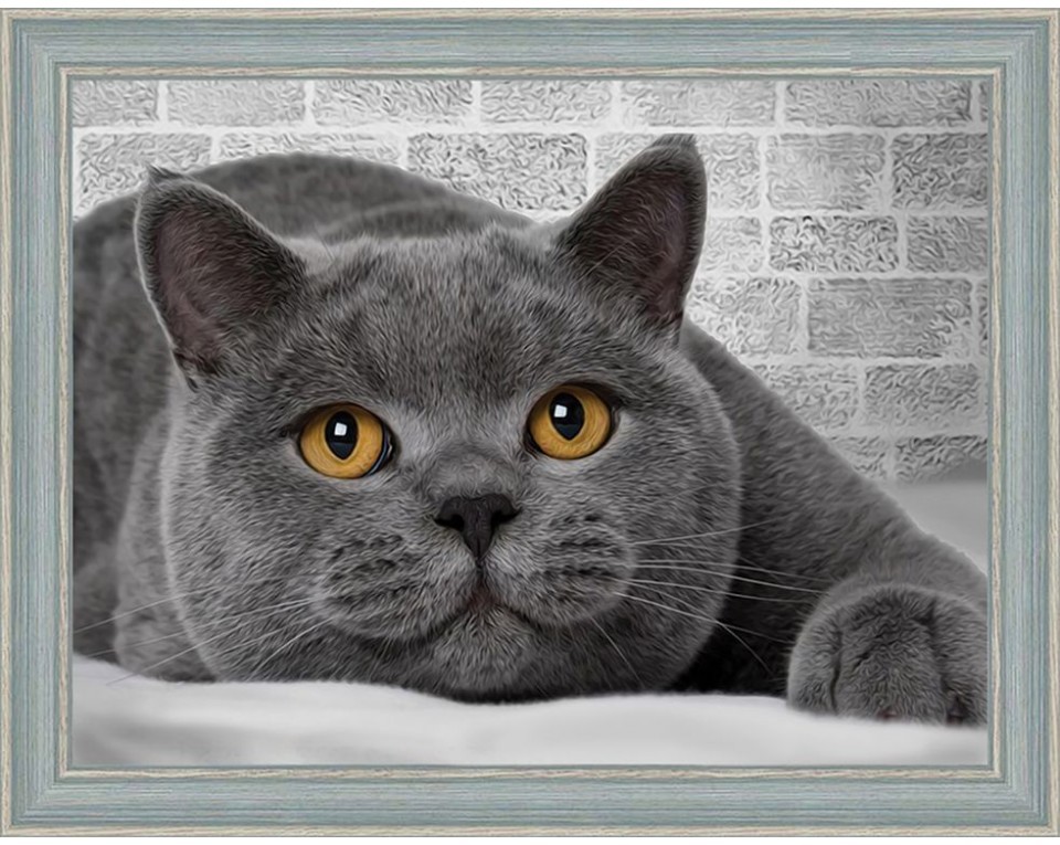 Tablou cu diamante - Pisică british shorthair (30 x 40 cm)