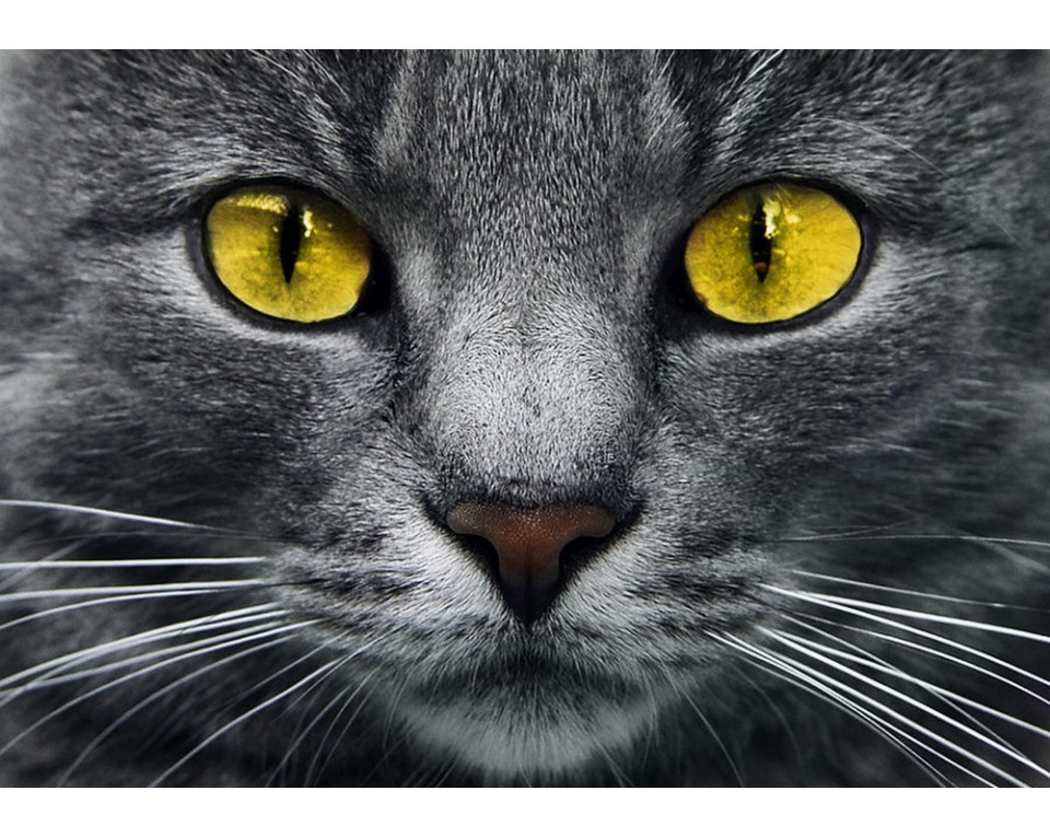 Tablou cu diamante – Pisicuță cu ochi galbeni (27 x 19 cm) edituradiana.ro poza 2022