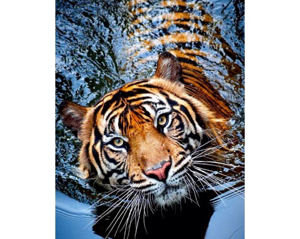 Tablou cu diamante – Tigru în apă (48×38 cm) edituradiana.ro imagine 2022