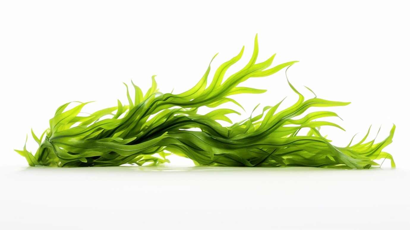 Wakame și Nori: De la sushi la superalimente – o călătorie culinară
