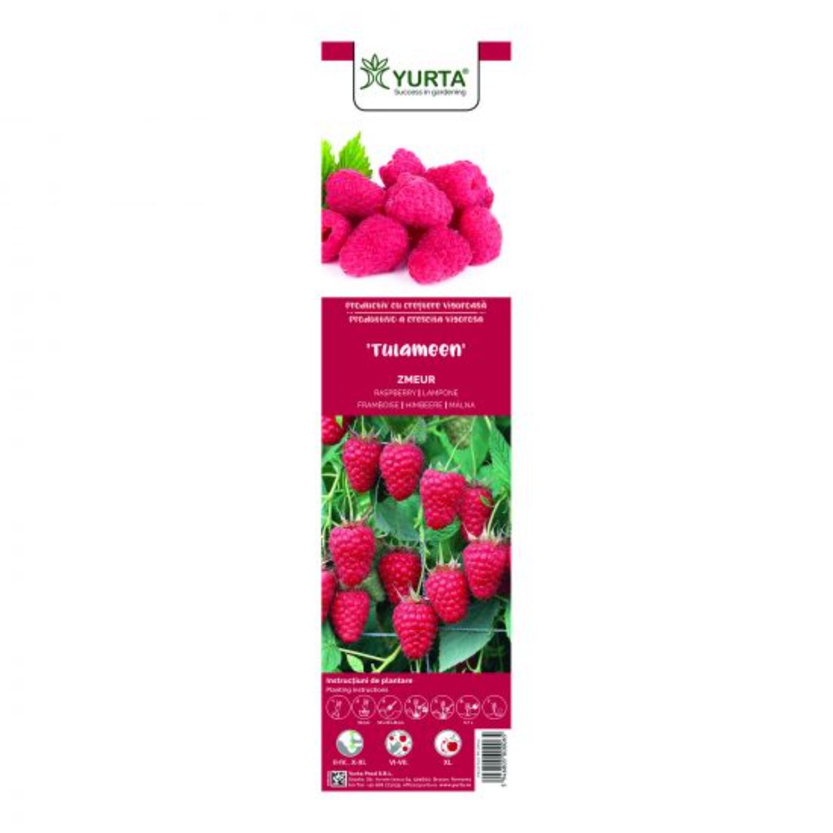 Arbusti fructiferi - Arbust fructifer - Zmeur rosu fruct mare Yurta, hectarul.ro
