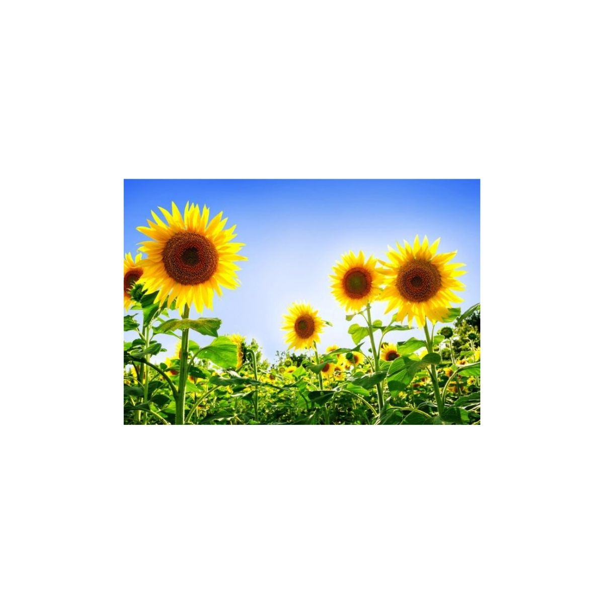 Pachete tehnologice - Pachet erbicidare floarea soarelui Fluence Pack, 5 HA, hectarul.ro