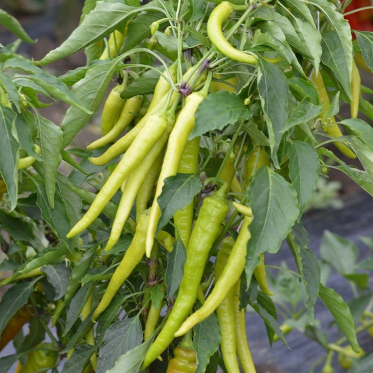 Seminte de legume profesionale - Seminte de ardei iute Iancu F1, 100 seminte, Hektar, hectarul.ro