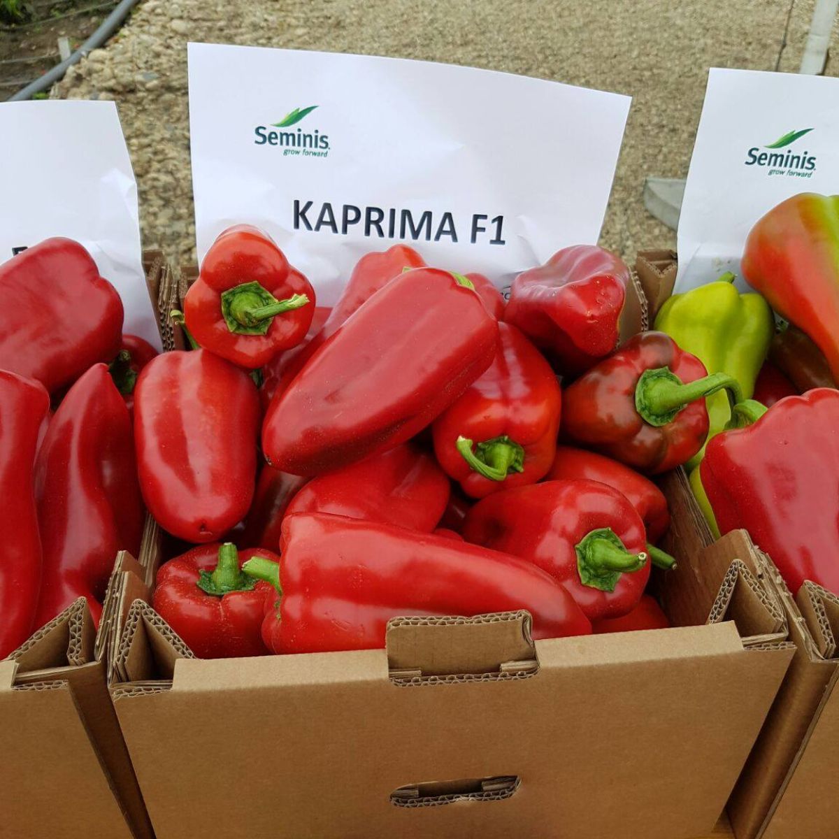 Ardei - Seminte de ardei kapya Kaprima F1, 100 seminte, hectarul.ro